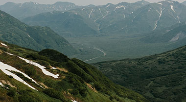 围绕白虎图片的实际使用感想：普通用户视角下的优缺点整理，白虎照片头像